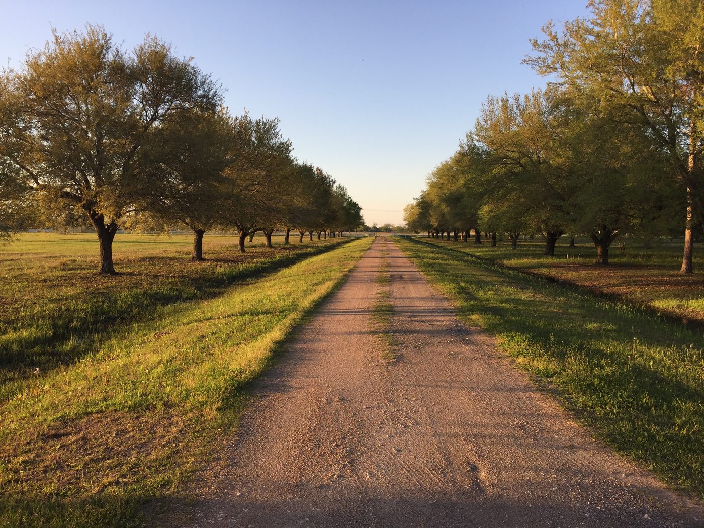 950 Homes Coming to New Pearland
