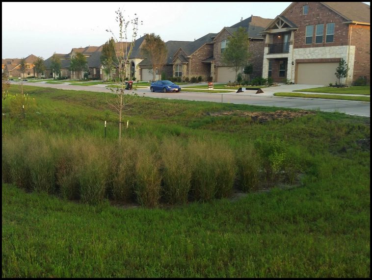 Figure 4: Camellia Vegetated Median. Photo: M. Bloom