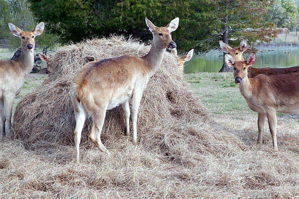 Hay is on the menu for zoo creatures. Photo credit: Carolyn Spencer