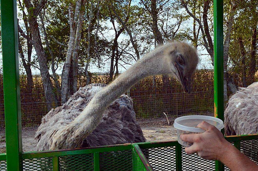 The zoo allows for close contact with the wildlife. Photo Credit: Carolyn Spencer.