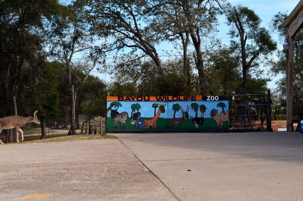 Bayou Wildlife Zoo is located south of Houston in Alvin.