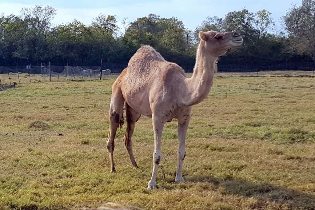 Lakes? Houston-Area Zoo Can Be Yours for Only $7 Million: Want a Screwhorn Antelope? A Camel? 15